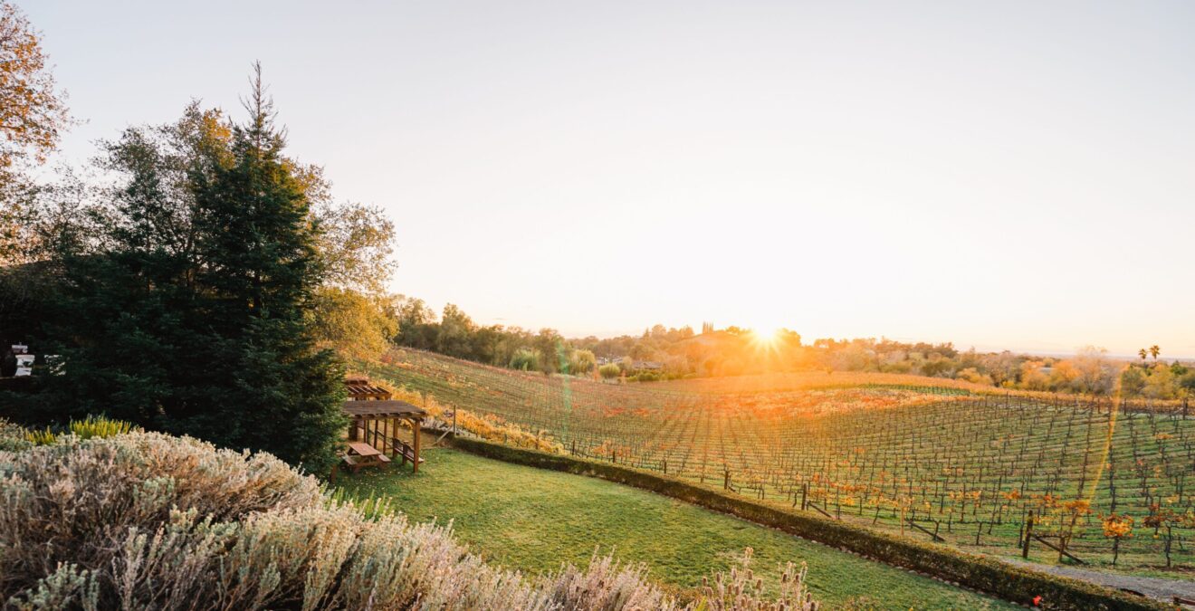 PCVA Website Wise Villa vineyard shot scaled
